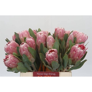 PROTEA PENNY PINK