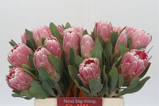 <h4>PROTEA PENNY PINK</h4>