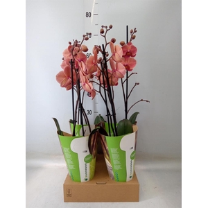 Phalaenopsis  'Ant Narbonne'