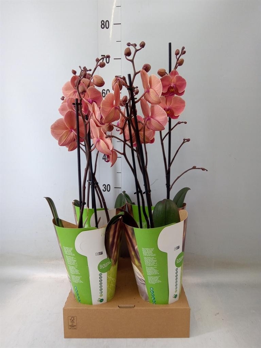 <h4>Phalaenopsis 'Ant Narbonne'</h4>