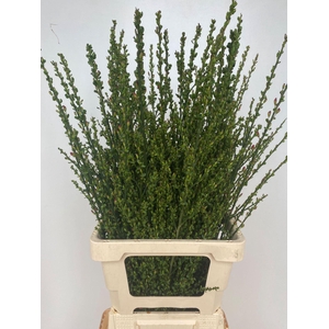 CYTISUS BOSKOOP RUBY