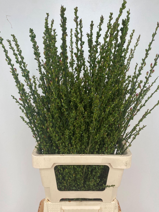 <h4>CYTISUS BOSKOOP RUBY</h4>