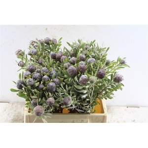 Kaaps Leucad Pubescens