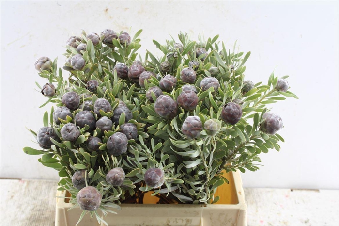 <h4>Kaaps Leucad Pubescens</h4>