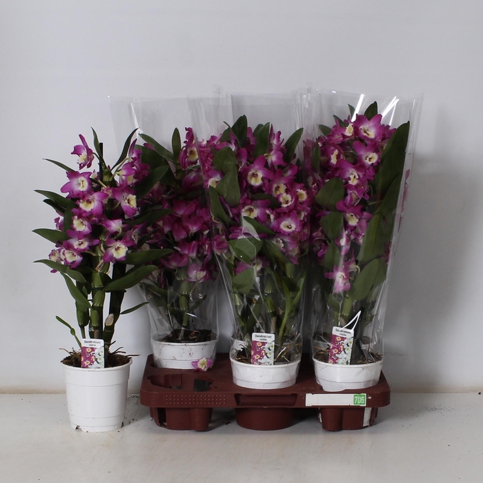 <h4>DEND NOBILE</h4>