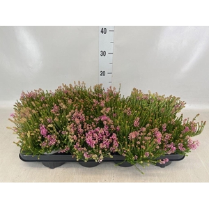 Erica gracilis   ...