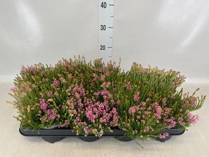 <h4>Erica gracilis   ...</h4>