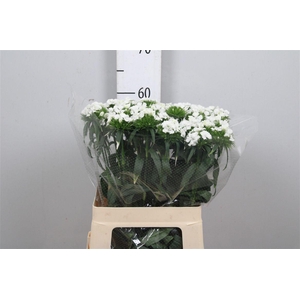 Di Barb S Will White