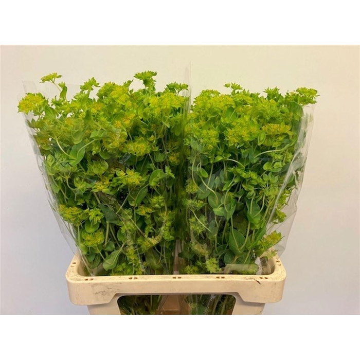 <h4>Bupleurum Rotundifol</h4>