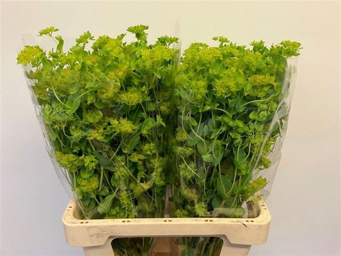 <h4>BUPLEURUM ROTUNDIFOL</h4>