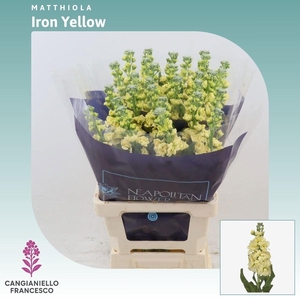 MATTH IRON YELLOW