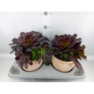 Aeonium arboreum 'Velours'