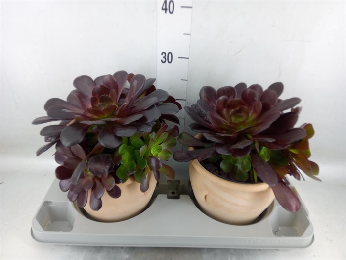 <h4>Aeonium arboreum 'Velours'</h4>