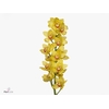 Cymbidium Yellow Cab 80 cm X8