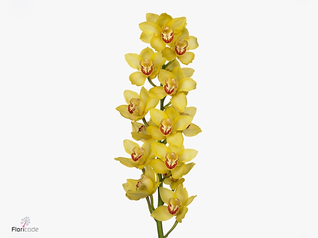 Cymbidium Yellow Cab 80 cm X8