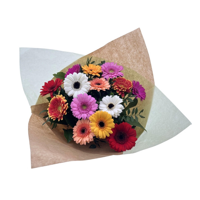 <h4>BQ Germini medium Mixed</h4>