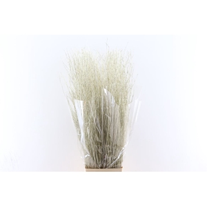 Branch 100cm Platinum P Stem