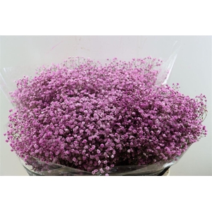 Gyps Pa. Pink Antique