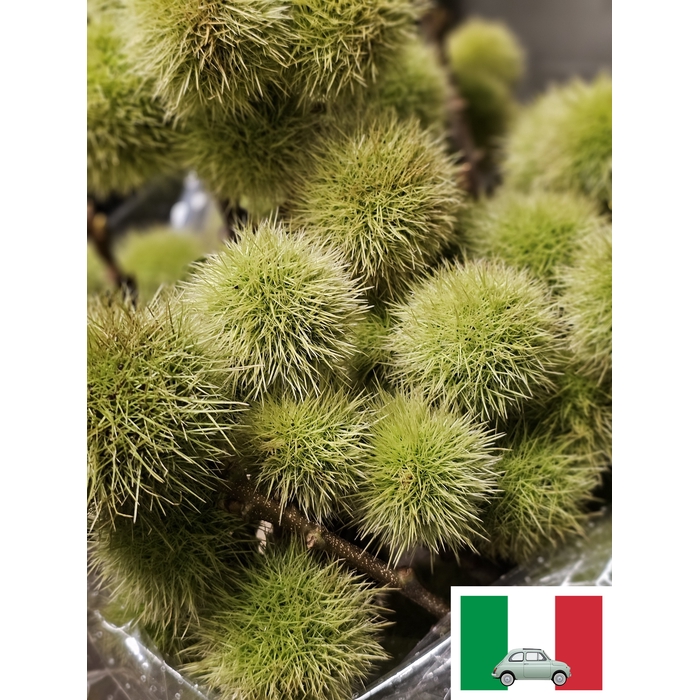 <h4>CASTANEA SATIVA PB</h4>