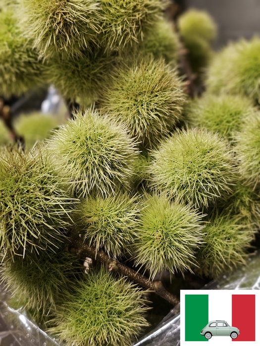 CASTANEA SATIVA PB