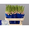 Antirrhinum Op Appleblossom