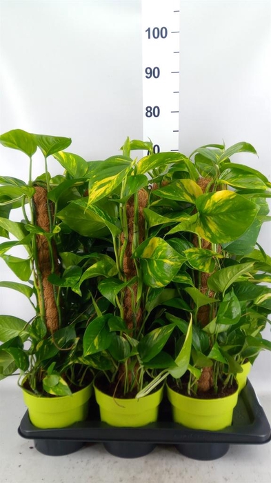 <h4>Epipremnum pinn.   ...moss stick</h4>