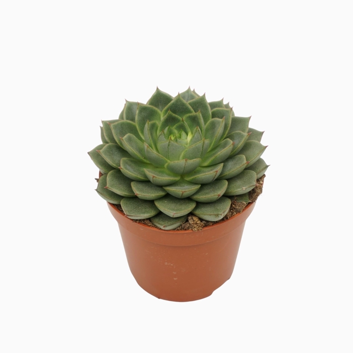 <h4>Echeveria</h4>