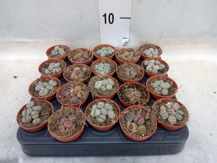 <h4>Lithops spp.</h4>