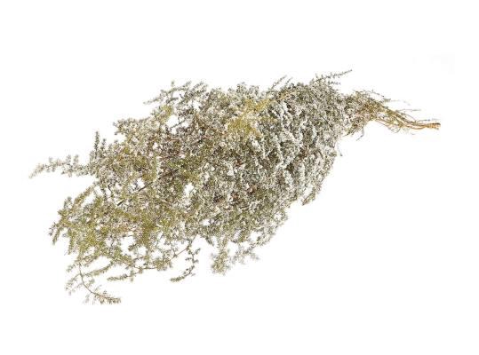 Bunch Asparagus Snow