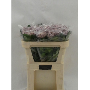 Chr G Vienna Pink