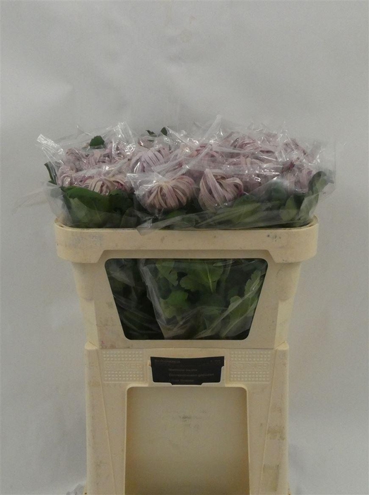 <h4>Chr G Vienna Pink</h4>