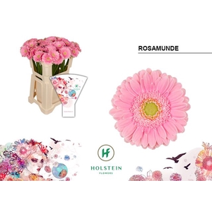 Germini Rosamunde Water x60
