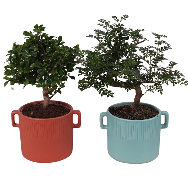 <h4>Bonsai Indoor Mix Ø12cm Mix B/S Shape in Ø 17cm Ceramic EV463</h4>