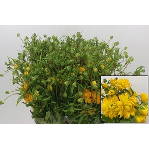 RAN N MODERN PROXIMA