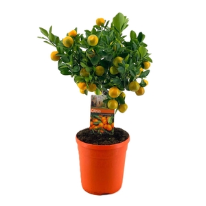 Citrus calamondin