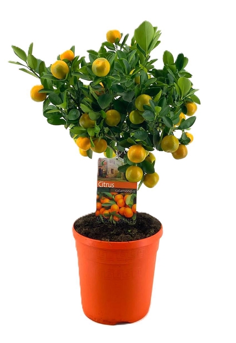 <h4>Citrus calamondin</h4>