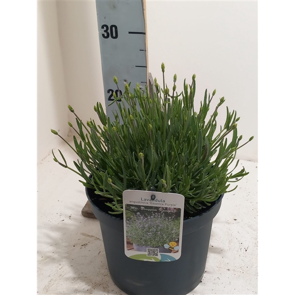 <h4>Lavendel essence purple</h4>