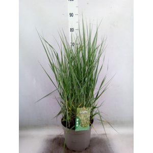 Panicum virgatum 'Heavy Metal'