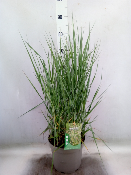 <h4>Panicum virgatum 'Heavy Metal'</h4>