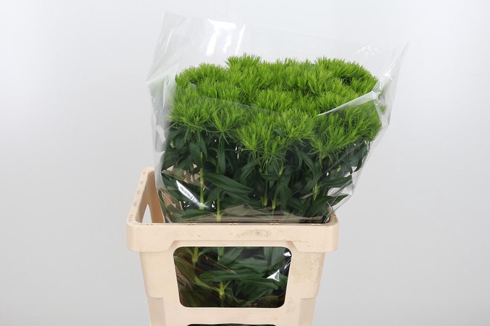 <h4>Di Barb Green Wicky</h4>