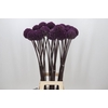 Allium Summer Drummer