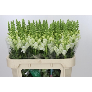 Antirrhinum Potomac Ivory White