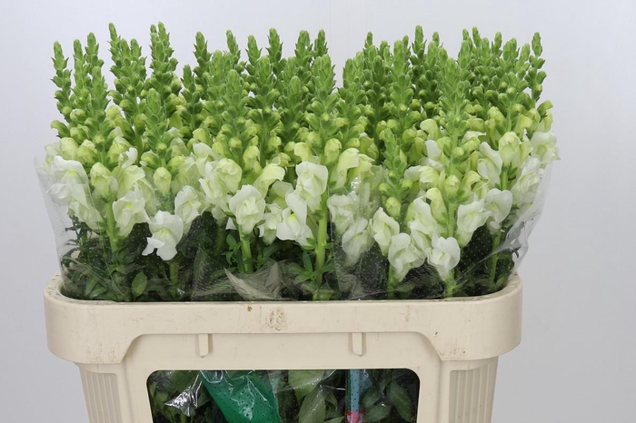 <h4>Antirrhinum Potomac Ivory White</h4>