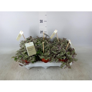 Callisia repens 'Rosato'