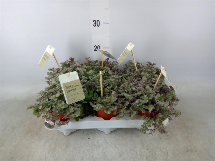 <h4>Callisia repens 'Rosato'</h4>