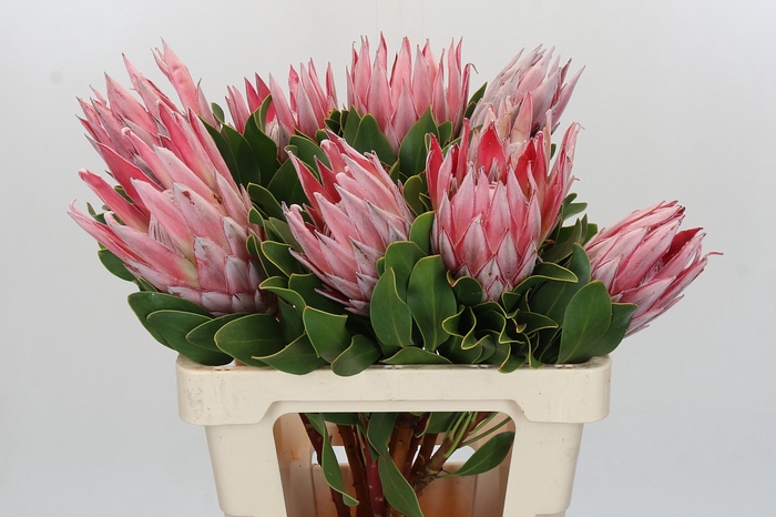 Protea Cynaroides