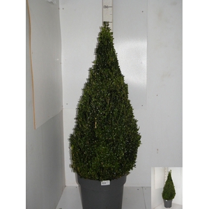 Buxu Sempervirens