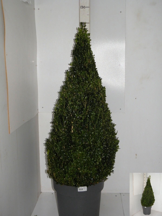 <h4>BUXU SEMPERVIRENS</h4>