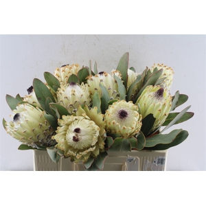Protea M Ice Queen