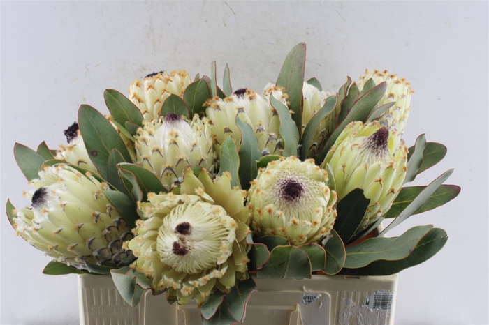 <h4>Protea M Ice Queen</h4>